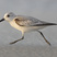 Sanderling